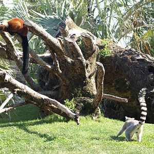 Madagascar landscape