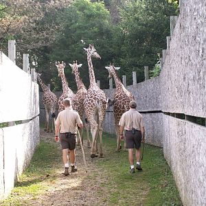 giraffe on the way out