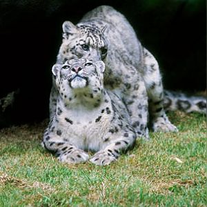 making baby snow leopards, Memphis Zoo