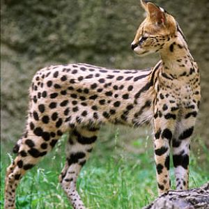serval, Memphis Zoo