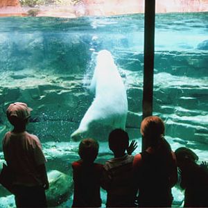 kids in viewing lodge, Memphis Zoo