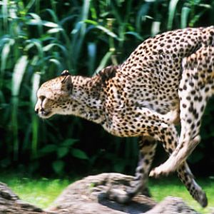 cheetah, Memphis Zoo