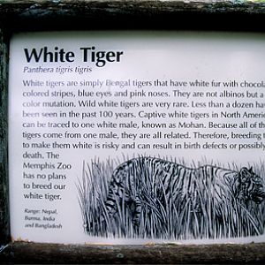 white tiger sign at Memphis Zoo