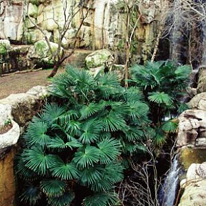 tiger exhibit, Fort Worth Zoo
