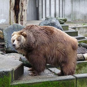 Kodiak bear ?