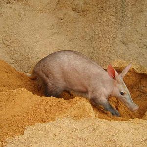 Aardvark male outside