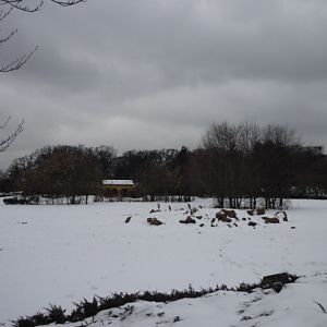 European Bison and Wild Boar Exhibit