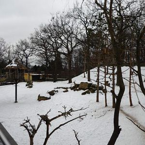 Barbary Macaque and Transcapian Urial Exhibit