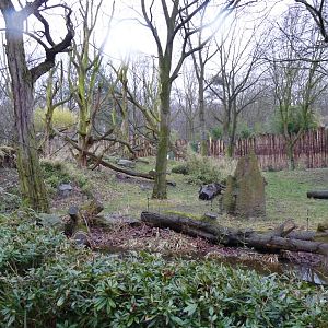 Gorilla Bush exhibit