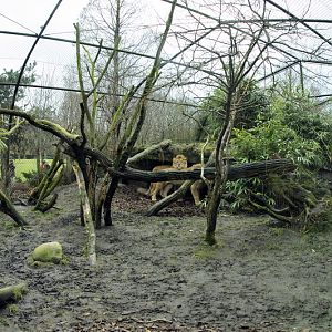 Lion temporal enclosure