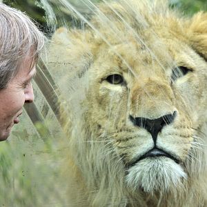 Lion at window