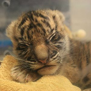 baby silvester- one month old