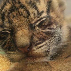 baby silvester- one month old