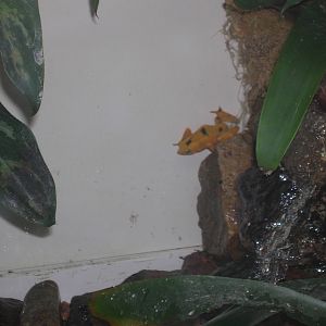 Panamanian Golden Frog 2-23-09