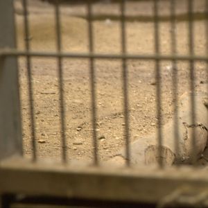 Clouded leopard cage floorsubstrate