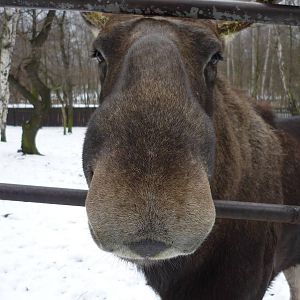 Chomutov Zoopark 2009