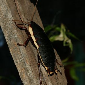 Botany Bay Cockroach
