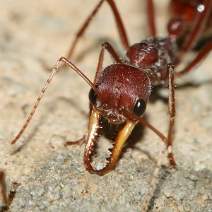 Bull Ant