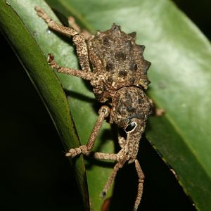 Weevil