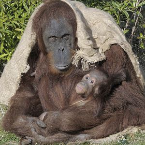 Emma and Indah, Sumatran orang utans