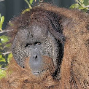 Puluh, Sumatran orang utan