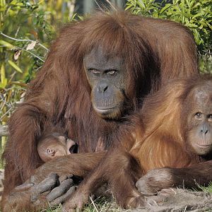 Female infant, Subis and Budi, Sumatran orang utans