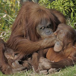 Female infant, Subis and Budi, Sumatran orang utans