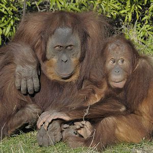 Padang and Budi, Sumatran orang utans