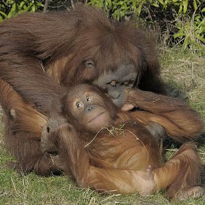 Padang and Budi, Sumatran orang utans