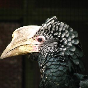 Silvery-cheeked Hornbill