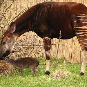 Okapi and Blue Duiker