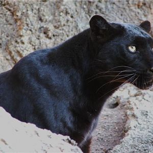Mamba female black leopard