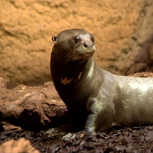 Giant otter