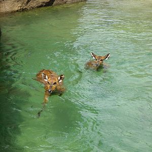 Sitatungas swiming in a summer day