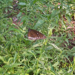 butterfly garden,hyderabad zoo