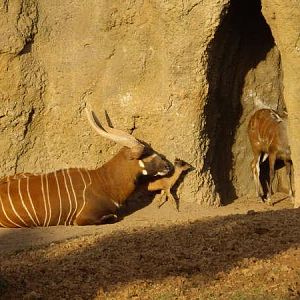 Bongo+Sitatunga+Duiker