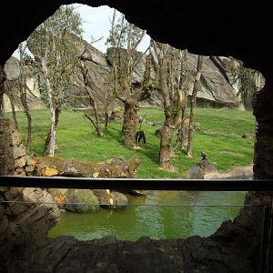 Gorilla exhibit