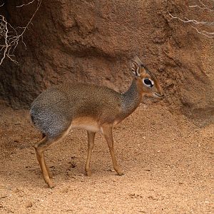 Kirk's dik-dik