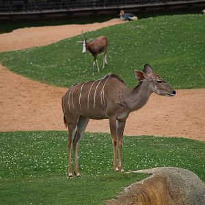Greater kudu