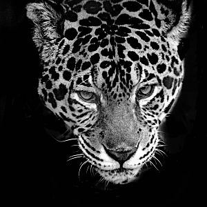 jaguar from Isle of Wight Zoo