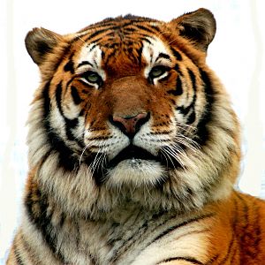 Tiger at Isle of Wight Zoo