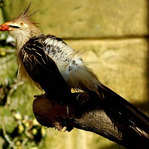Bird at Amazon World
