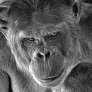 chimp21