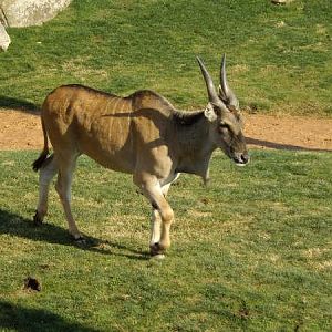 Eland male