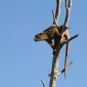 Fossa male looking birds