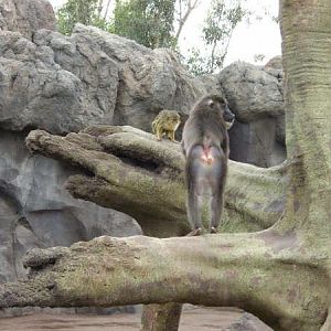 Drill meeting talapoin