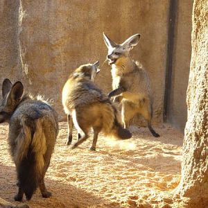 Bat eared foxes playing