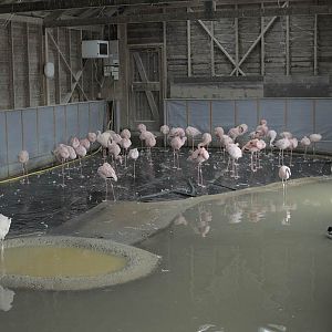 James' and Lesser flamingos