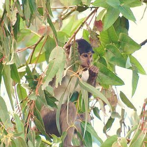 mangabey on the top of an eucalyptus