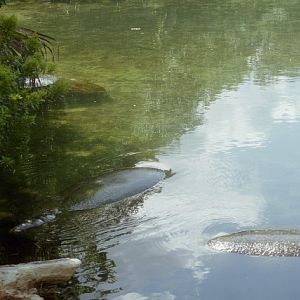 Florida Manatees